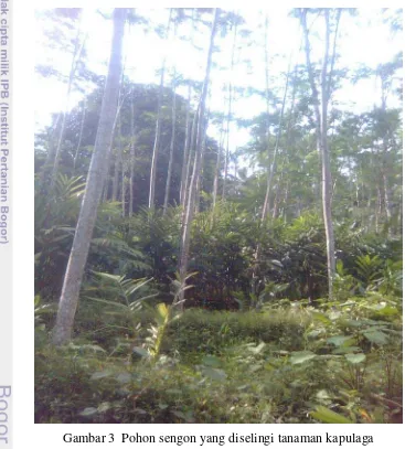Gambar 3  Pohon sengon yang diselingi tanaman kapulaga 