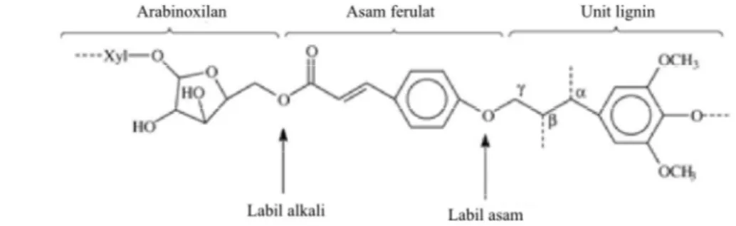 Gambar 4. Posisi pemutusan ikatan lignoselulosa pada perlakuan awal asam dan basa  (Sumber : Buranov dan Mazza, 2008) 