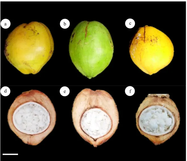Gambar 4. Keragaan morfologi buah kelapa varietas (a) GCK, (b) GHK, dan (c) GKK, serta daging buah, tempurung dan sabut  dari kelapa varietas (d) GCK (e) GHK, dan (f) GKK