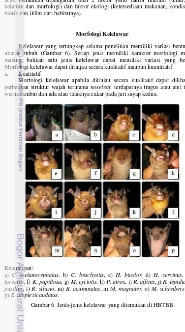 Gambar 6  Jenis-jenis kelelawar yang ditemukan di HBTBB 