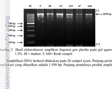 Gambar 2  Hasil elektroforesis amplikon fragmen gen ghrelin pada gel agarosa 