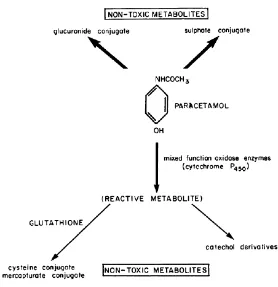 Gambar 2.3 Skema yang menggambarkan jalur metabolisme parasetamol    (Goodman dan Gilman, 2007) 