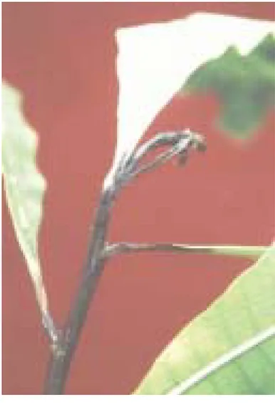 Gambar 3. Serangan  H. antonii pada pucuk bibit jambu mete, laboratorium Balittro, Bogor, 2003/2004