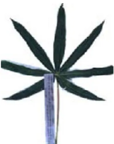 Gambar 8. Contoh mengukur panjang tangkai daun  k.  Color of leaf vein (Warna Tulang Daun) 