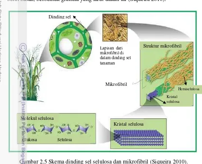 Gambar 2.5 Skema dinding sel selulosa dan mikrofibril (Siqueira 2010). 