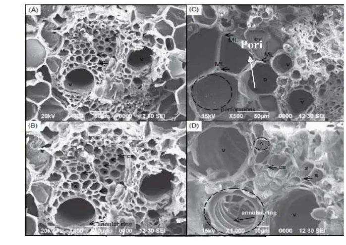 Gambar 2.14 Struktur sel bagas pada kondisi operasi dry stem (A–B) dan fresh 