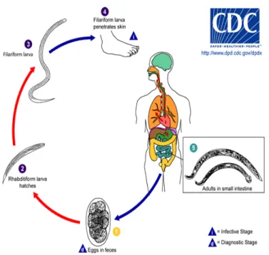 Gambar 2.3 Siklus hidup Hookworm (CDC, 2009) 