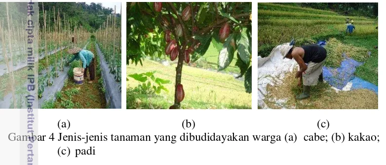 Gambar 4 Jenis-jenis tanaman yang dibudidayakan warga (a)  cabe; (b) kakao;  