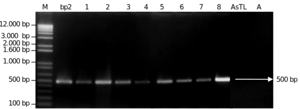 Gambar 5.  Amplifikasi  gen  bar  pada  tanaman  cv.  Asemandi  transgenik  penanda  aktivasi  yang  diuji
