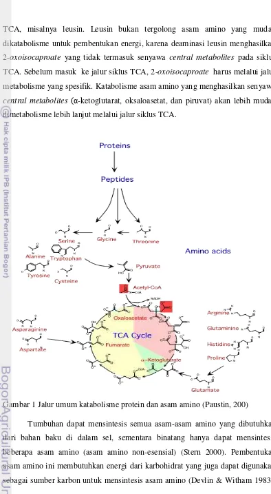 Gambar 1 Jalur umum katabolisme protein dan asam amino (Paustin, 200) 