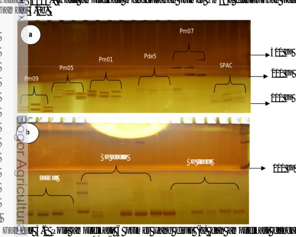 Gambar  3.1  Pola  amplifikasi  6  primer  yang  diuji  (a)  dan  amplifikasi  dengan  primer  pm09a (b) b normal  BG rendah  BG tinggi  100 bp Pm09 Pm05 Pm01 Pde5 Pm07 SPAC 100 bp 200 bp 300 bp a 
