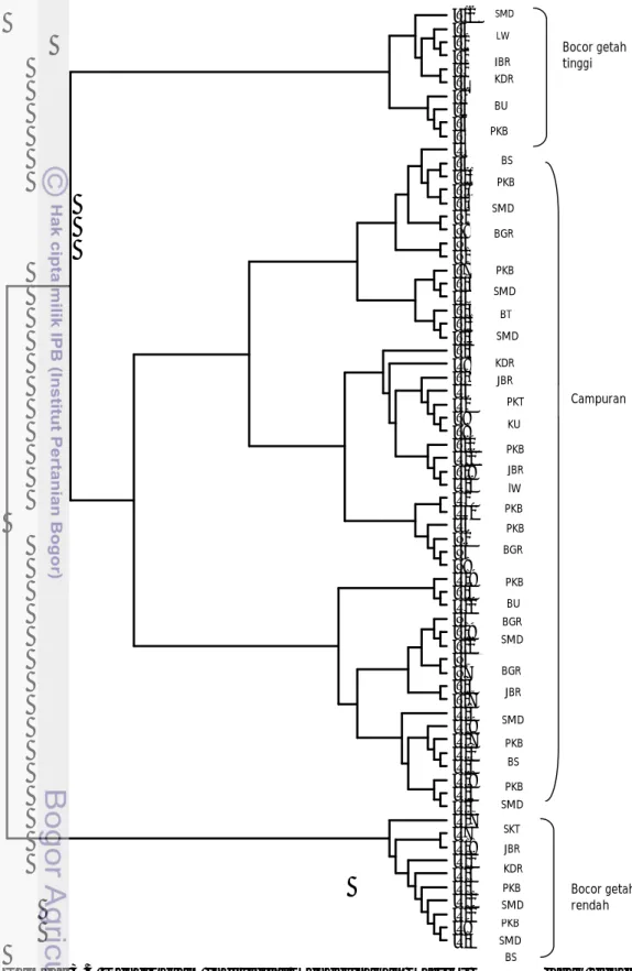 Gambar 3.3 Dendrogram individual menggunakan matriks kovarian jarak genetika   dengan 100 individual boothstap