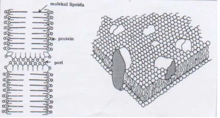Gambar 2.2 Stuktur membran sel 