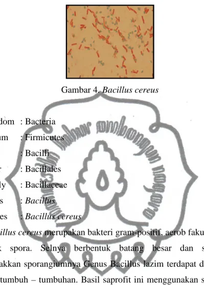 Gambar 4. Bacillus cereus  Klasifikasi  Kingdom   : Bacteria  Phylum  : Firmicutes  Class  : Bacilli  Order  : Bacillales  Family  : Bacillaceae  Genus   : Bacillus   Spesies  : Bacillus cereus 