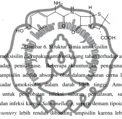 Gambar 6. Struktur kimia amoksisilin 