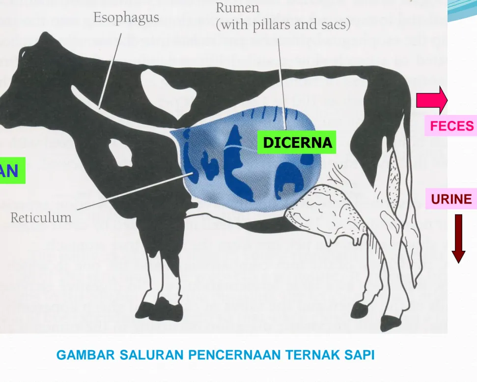 GAMBAR SALURAN PENCERNAAN TERNAK SAPI 