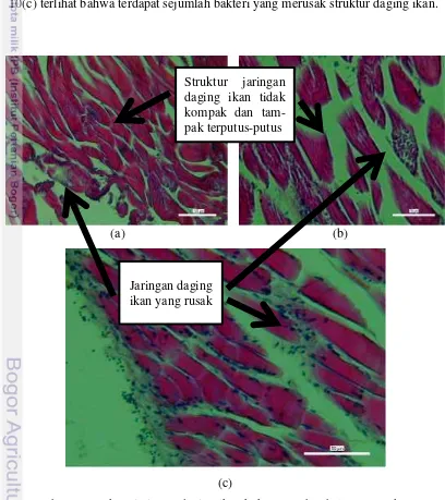 Gambar 10 Struktur jaringan daging ikan kakap merah sebelum pengukusan 
