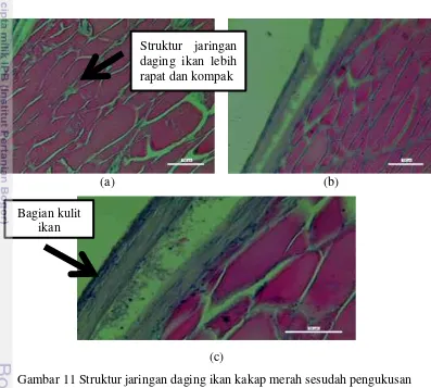 Gambar 11 Struktur jaringan daging ikan kakap merah sesudah pengukusan 