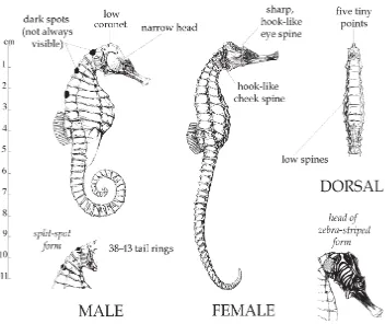 Gambar 2.1 Morfologi hewan kuda laut (Hippocampus trimaculatus Leach.)                           (Lourie, et al., 2004)
