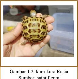 Gambar 1.2. kura-kura Rusia  Sumber: saintif.com 