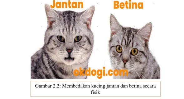 Gambar 2.2: Membedakan kucing jantan dan betina secara  fisik 