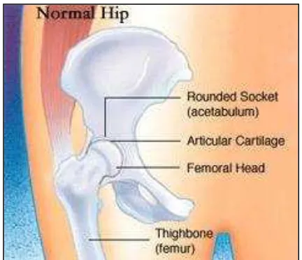 Gambar 2.1. Bagian-bagian hip joint normal [4]. 