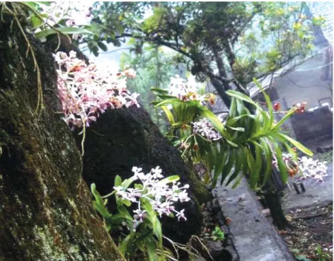 Gambar 1.1  Vanda tricolor Lindl. var. suavis di lereng Merapi   (Foto: dok. pribadi)