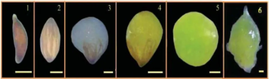 Gambar 3.3 Perkembangan embrio anggrek V. tricolor dari buah berumur 7  bulan setelah polinasi ( Sumber: Dwiyani dkk., 2012)