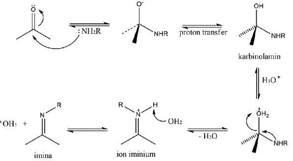 Gambar 2. Mekanisme pembentukan senyawa basa Schiff 