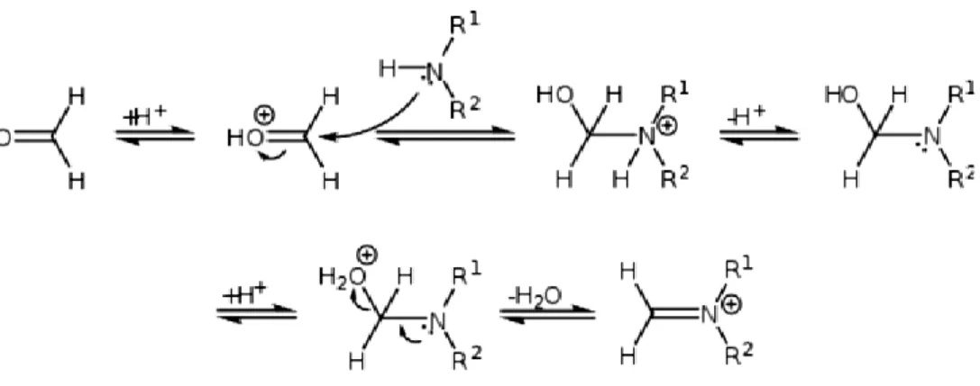 Gambar 3.  Mekanisme pembentukan basa Schiff dalam suasana asam 
