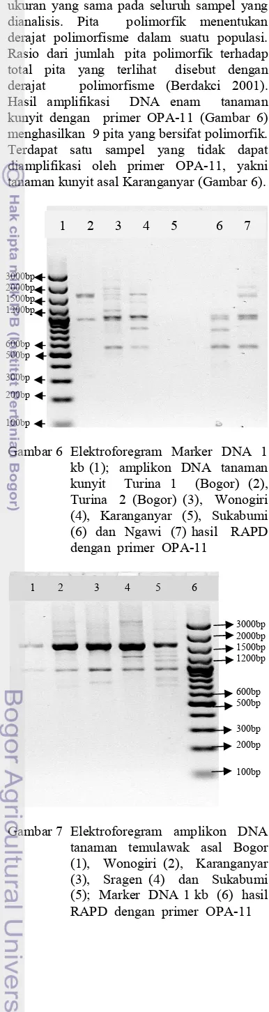 Gambar 6 Elektroforegram  Marker  DNA  1 