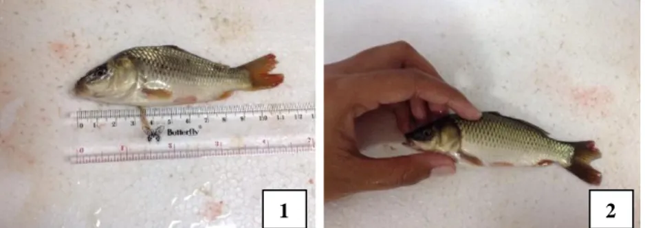 Gambar 2. Gejala Klinis Ikan Mas (C. carpio) yang Terinfestasi Monogenea : (1) Sirip Ekor Geripis Memerah,  Sirip Anus Geripis Memerah dan Sirip Dada Geripis Memerah, (2) Produksi Lendir Berlebihan 