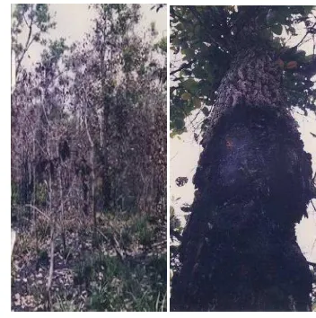 Gambar 2.2 Kenampakan dari jenis merapat (Combretocarpus rotundatus) di 