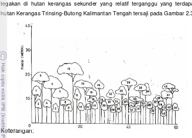 Gambar 2.3 Diagram profil tegakan hutan kerangas terganggu di Trinsing-Butong 
