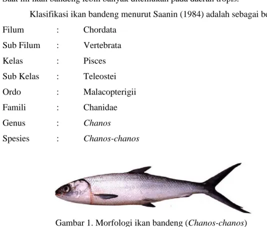Gambar 1. Morfologi ikan bandeng (Chanos-chanos)    Sumber : www.oceanleader.com 