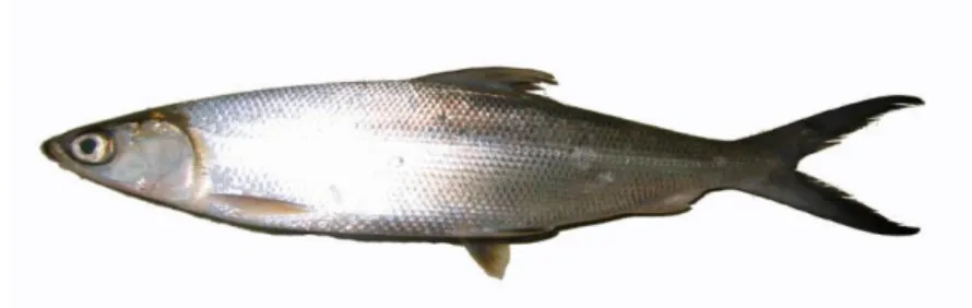 Gambar 1.  Morfologi ikan bandeng (Chanos chanos)                      Sumber : www.google-image.com 