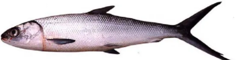 Gambar 1 Morfologi ikan bandeng (Chanos chanos Forskal)  Sumber : Oceanleader (2009) 