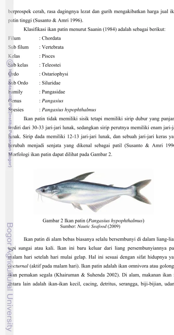 Gambar 2 Ikan patin (Pangasius hypophthalmus)                                              Sumber: Nautic Seafood (2009) 