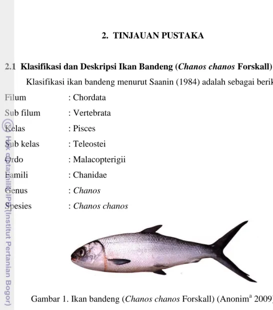 Gambar 1. Ikan bandeng (Chanos chanos Forskall) (Anonim a  2009) 