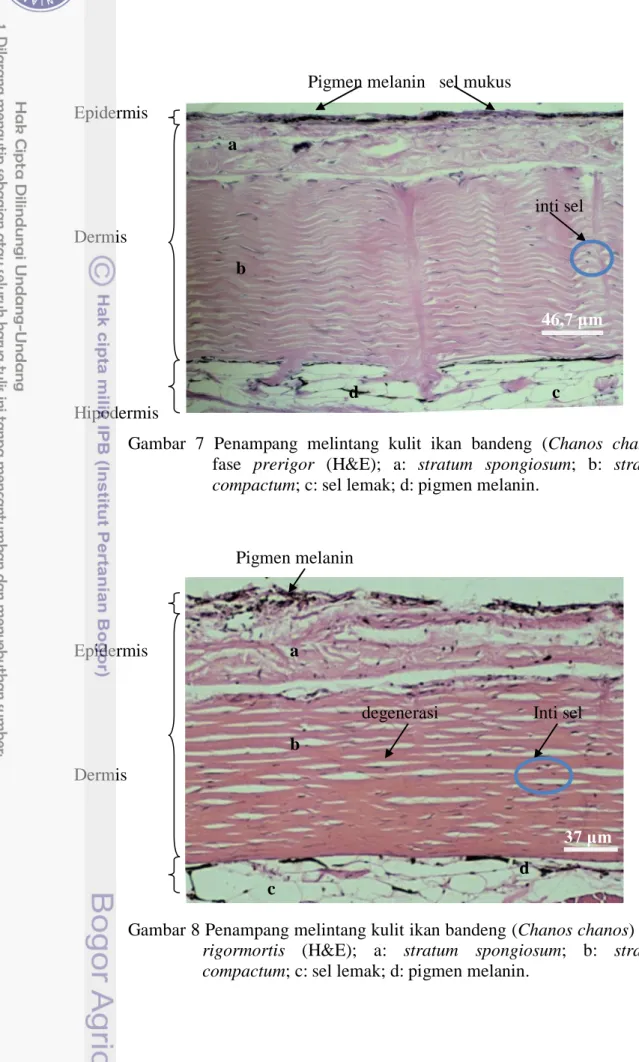 Gambar  7  Penampang  melintang  kulit  ikan  bandeng  (Chanos  chanos)      fase  prerigor  (H&amp;E);  a:  stratum  spongiosum;  b:  stratum  compactum; c: sel lemak; d: pigmen melanin