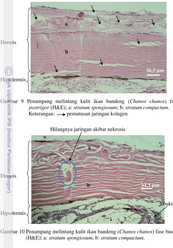 Gambar 10 Penampang melintang kulit ikan bandeng (Chanos chanos) fase busuk  (H&amp;E); a: stratum spongiosum; b: stratum compactum
