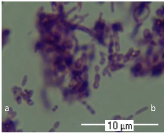 Gambar 11 Koloni bakteri pembusuk pada fase busuk kulit ikan bandeng   (Chanos chanos); a: kokus; b: basil (H&amp;E)