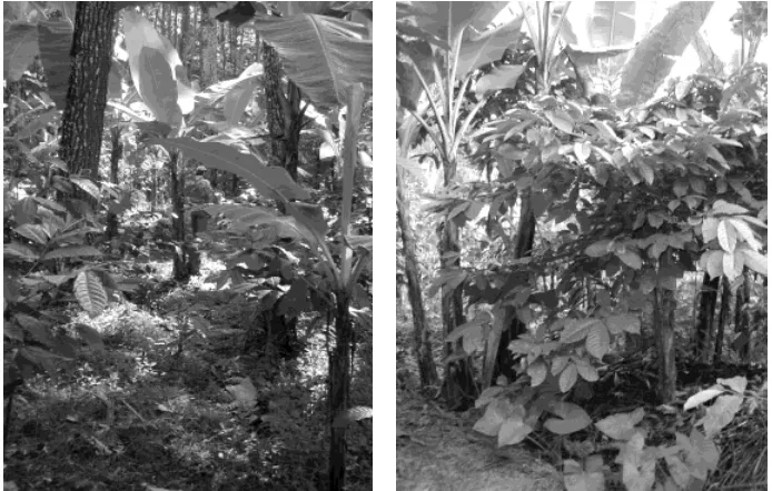 Gambar 3.  Sistem agroforestri sederhana di Ngantang, Malang Jawa Timur. Kopi dan pisang ditanam oleh petani di antara pohon pinus milik Perum Perhutani (Gambar kiri)