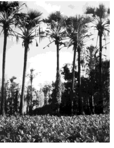 Gambar 4. Agroforestri 