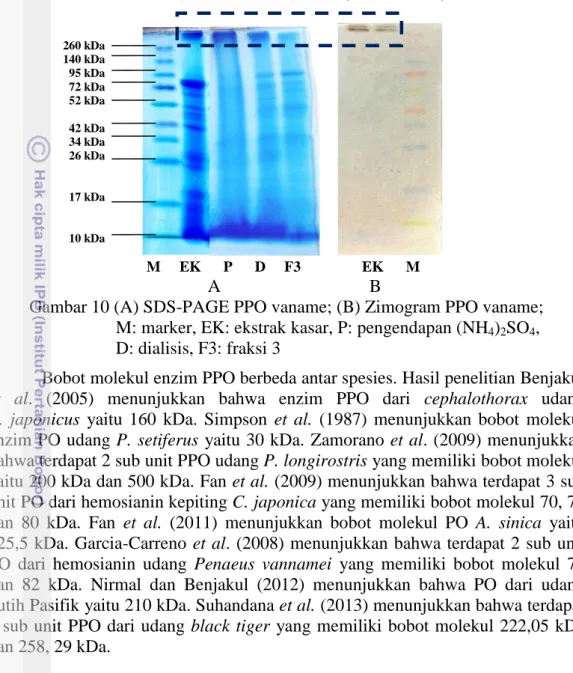 Gambar 10 (A) SDS-PAGE PPO vaname; (B) Zimogram PPO vaname;  