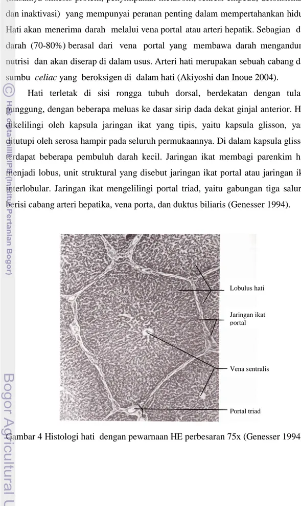 Gambar 4 Histologi hati  dengan pewarnaan HE perbesaran 75x (Genesser 1994). 
