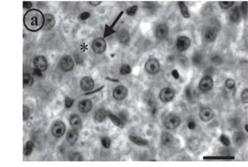 Gambar 5 Hati ikan normal, (*) hepatosit dengan sitoplasma granular, dan inti  pusat yang berbentuk bulat (panah) skala bar 10 mm, H.E
