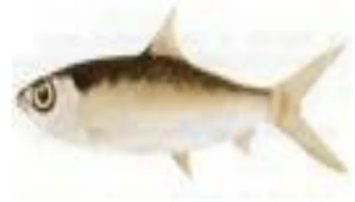 Gambar 1 Ikan bandeng (Chanos chanos) (Anonim 2010). 