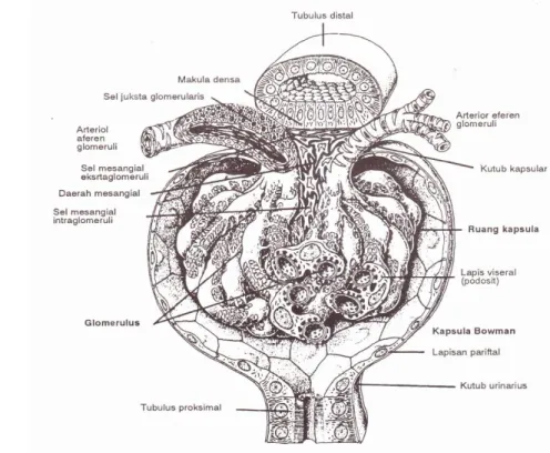 Gambar 3 Susunan histologik suatu korpuskel ginjal secara skematis dalam tiga  dimensi (Genesser 1994)