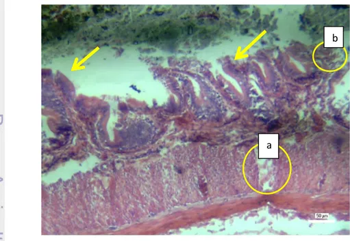 Gambar 11 Penampang membujur usus ikan bandeng fase rigormortis perbesaran  40x  (H&amp;E);  jaringan  merenggang  (lingkaran  a),  deskuamasi  pada  epitel (lingkaran b), vili intestinal (panah)